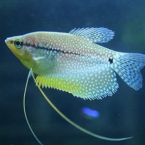How To Keep Your Aquariums Temperature Just Right